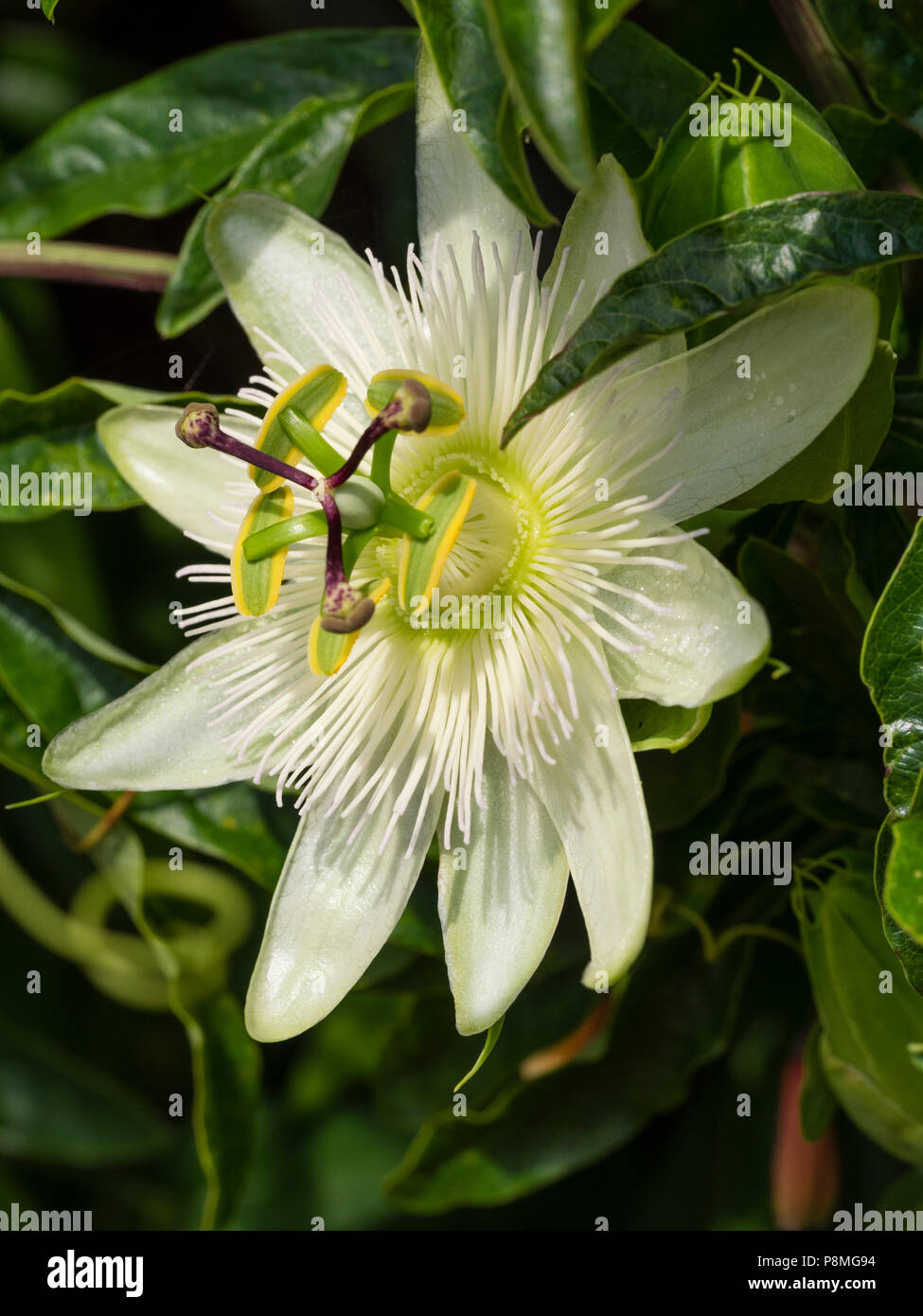 White summer flower of the half hardy tendril climber, Passiflora caerulea 'Constance Elliott' Stock Photo