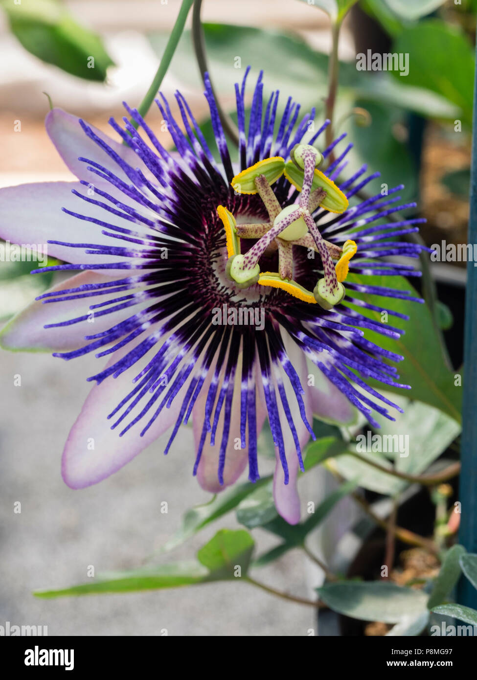 Passiflora 'Damsel's Delight' has larger, bluer flowers than P.caerulea but appears equally hardy Stock Photo