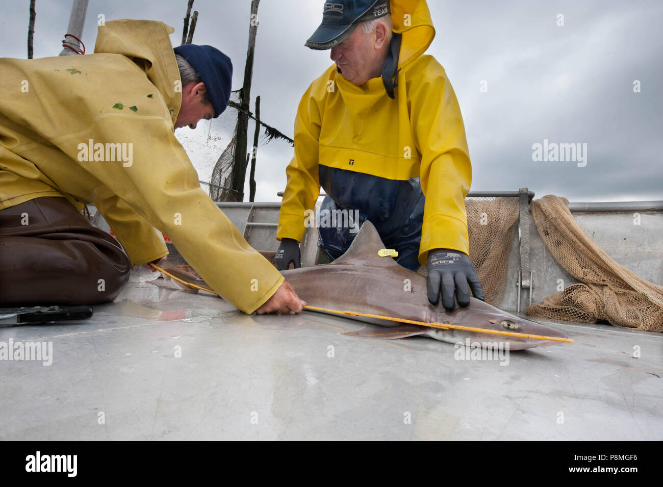 Fishermen measuring a tagged smooth-hound before releasing the animal. These sharks are tagged for research by the Dutch recreational Angling Union, that showed migration patterns from Norway to the Gulf of Biscaye. Stock Photo