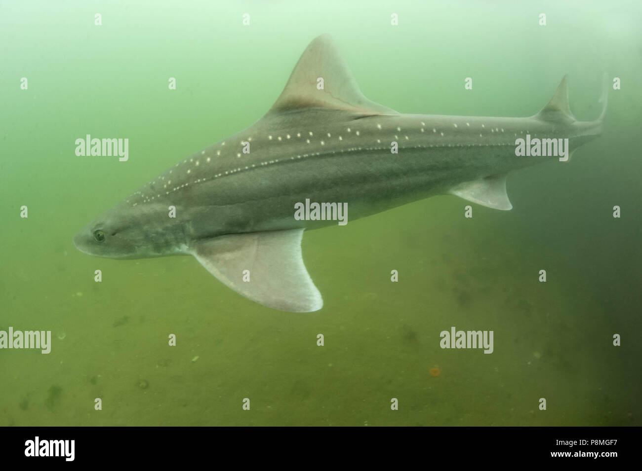 Large female starry smooth-hound (Mustelus asterias), photographed under water in its natural habitat Stock Photo