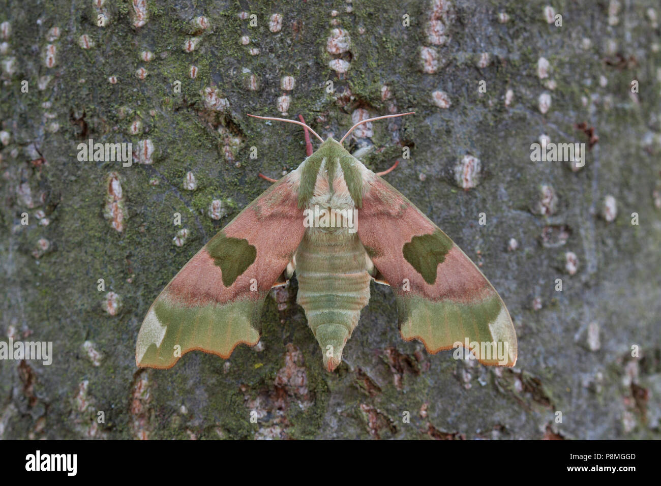 Lime Hawk-moth; Mimas tiliae Stock Photo