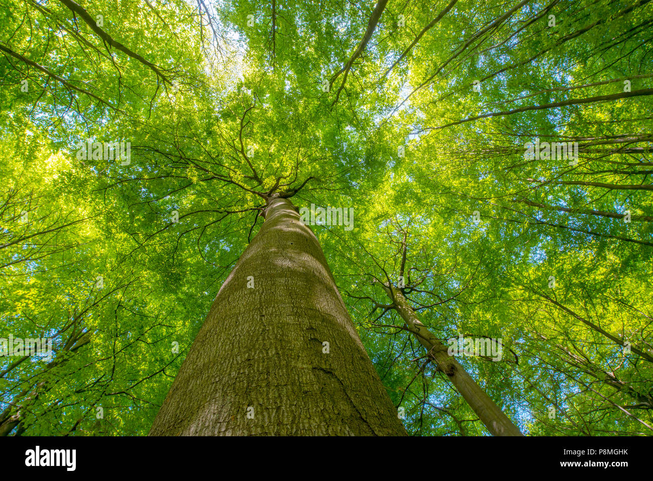 Ancient beech forest Stock Photo