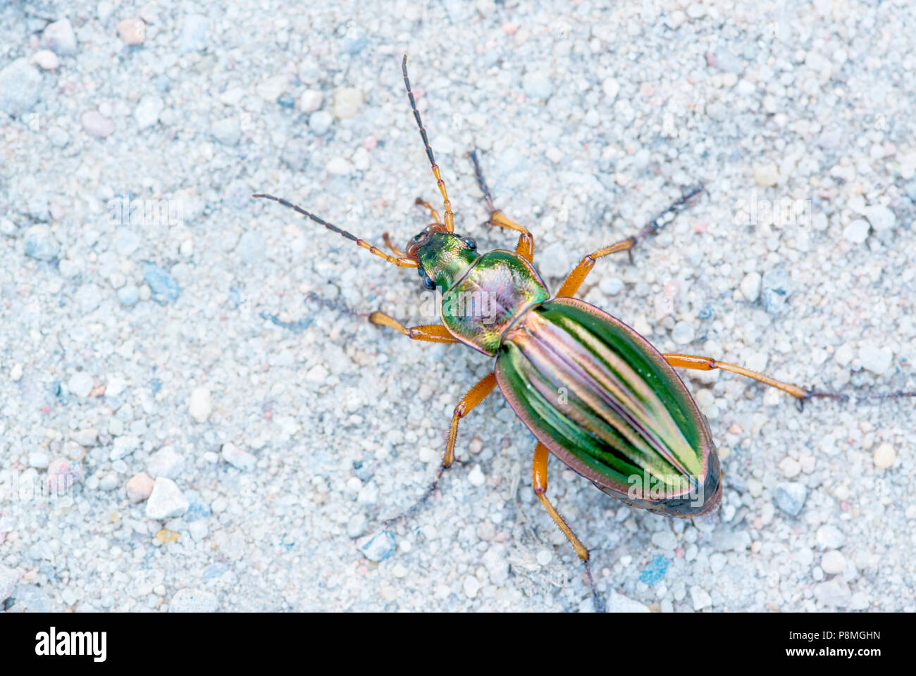 golden ground beetle Stock Photo