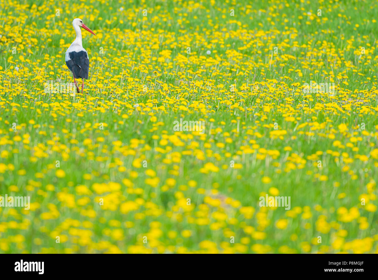 white stork in a field of dandelions Stock Photo