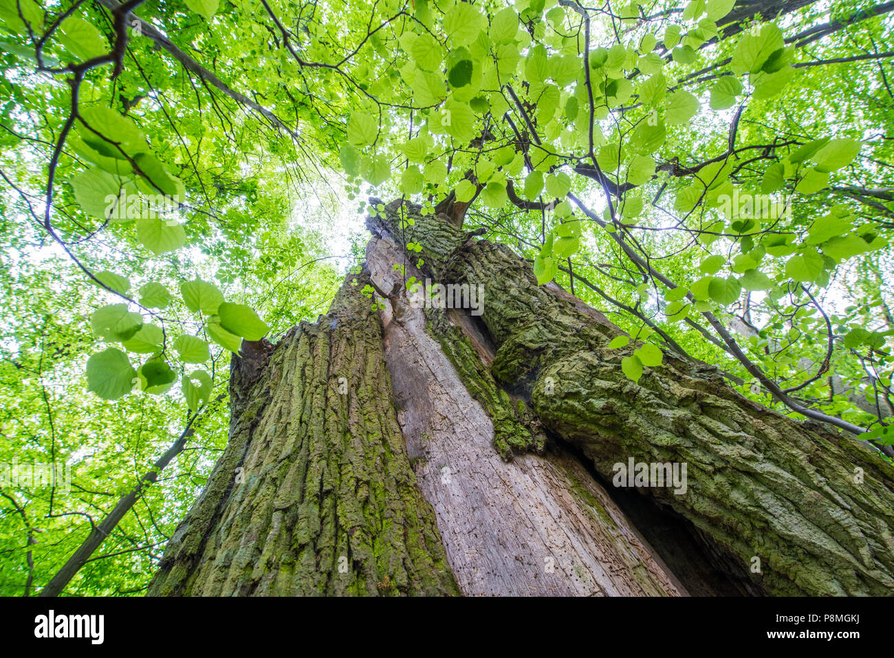 Ancient oaktrees during spring Stock Photo