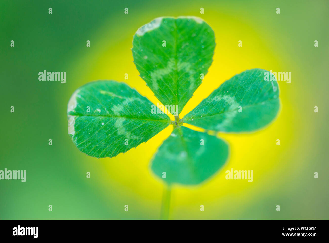 four leaved clover Stock Photo
