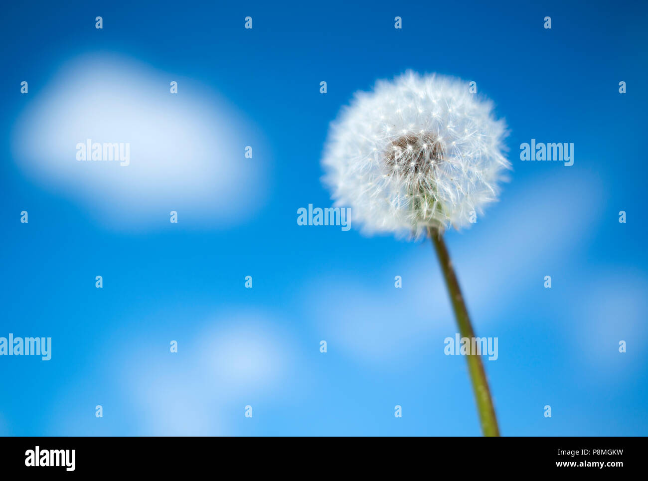 Common dandelion Stock Photo