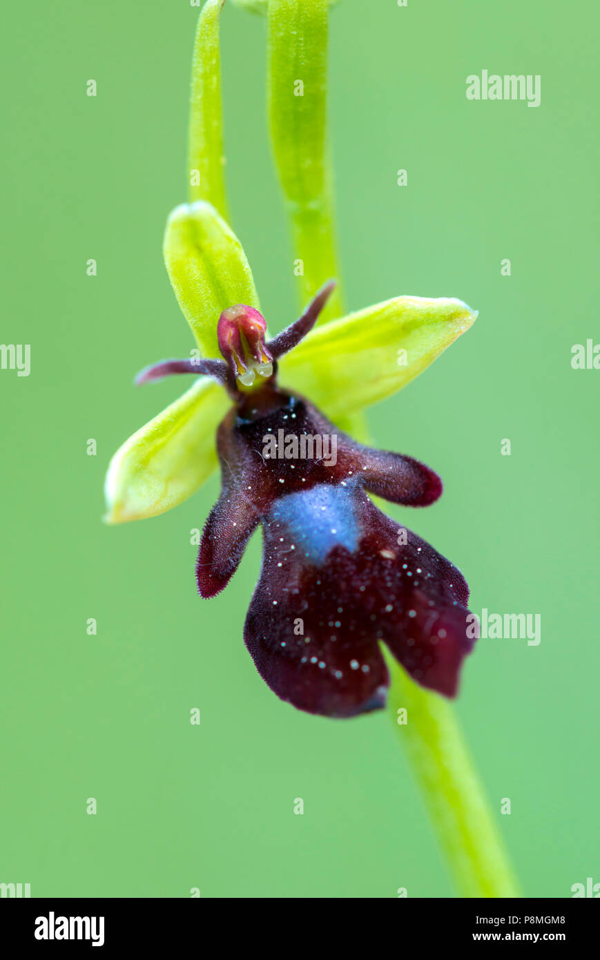 Fly orchid Stock Photo