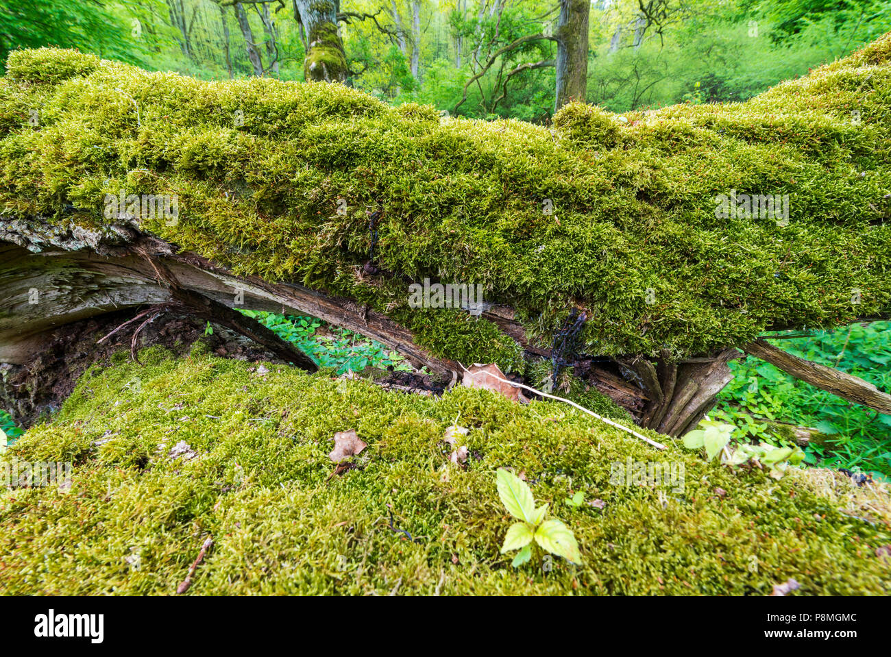 Ancient oaktrees during spring Stock Photo