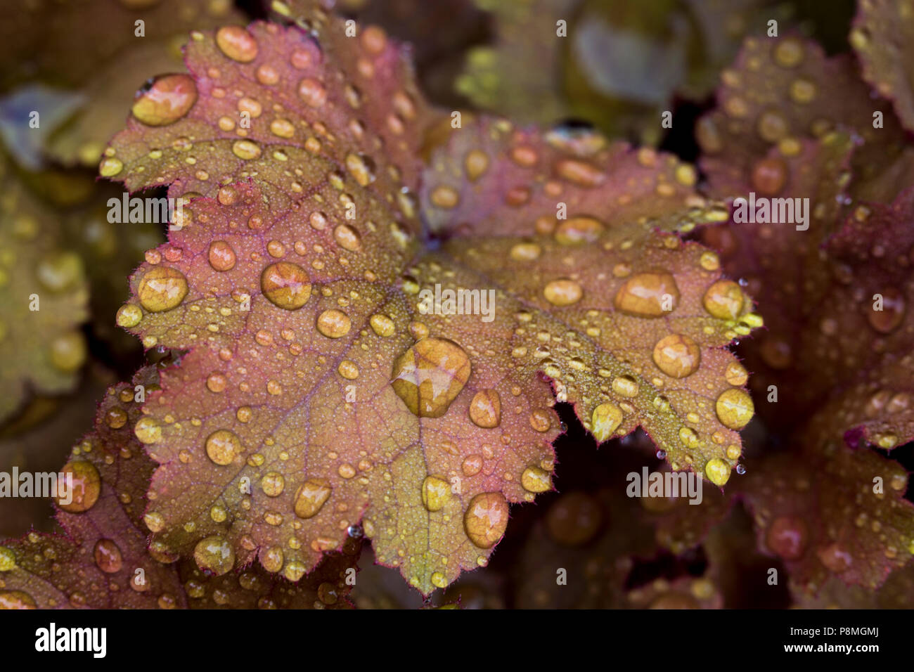 a leave of Alumroot (heuchera) with rain drops Stock Photo