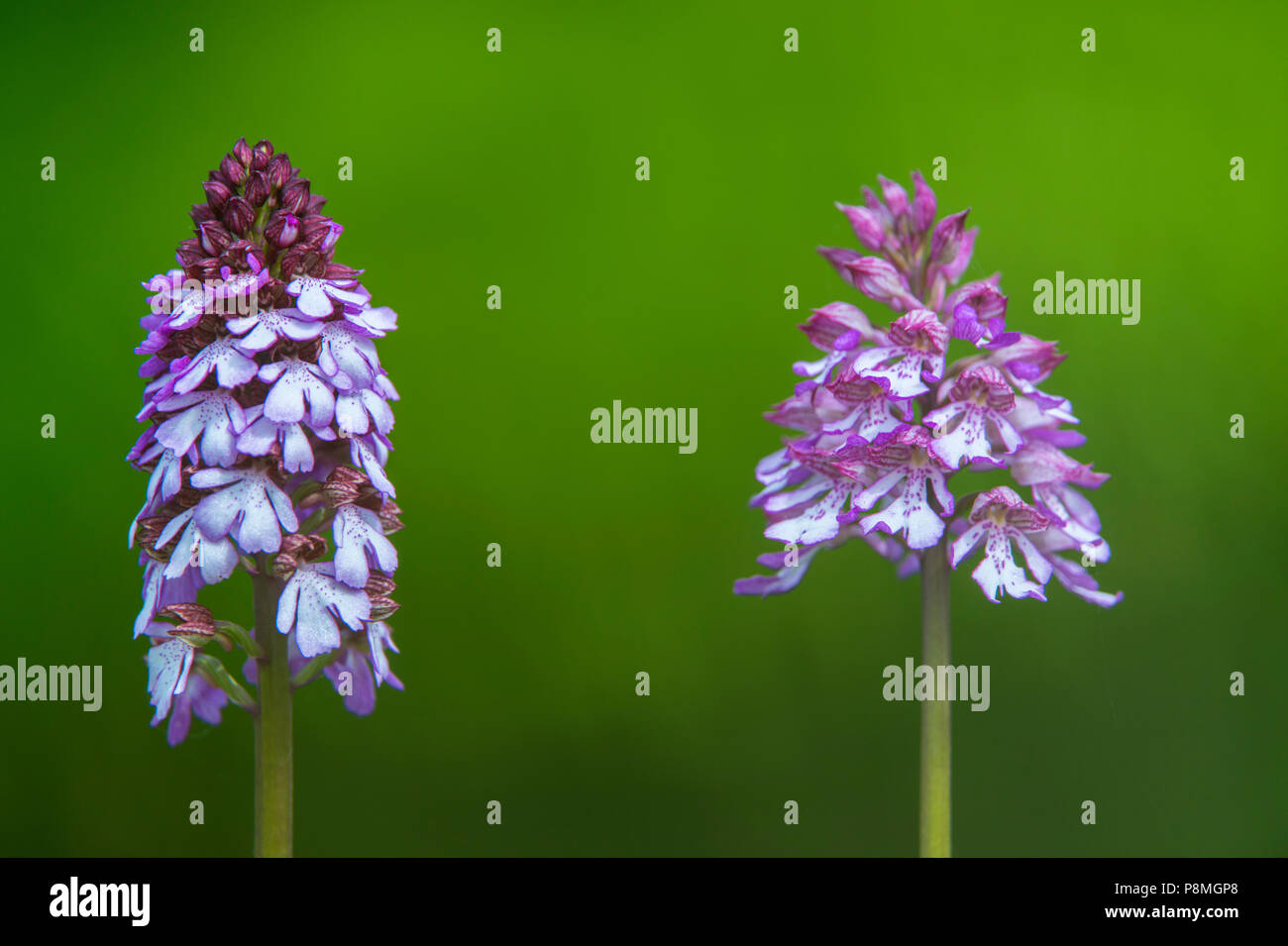 a normal lady orchid and a hybrid of lady orchid and military orchid Orchis x hybrida Stock Photo