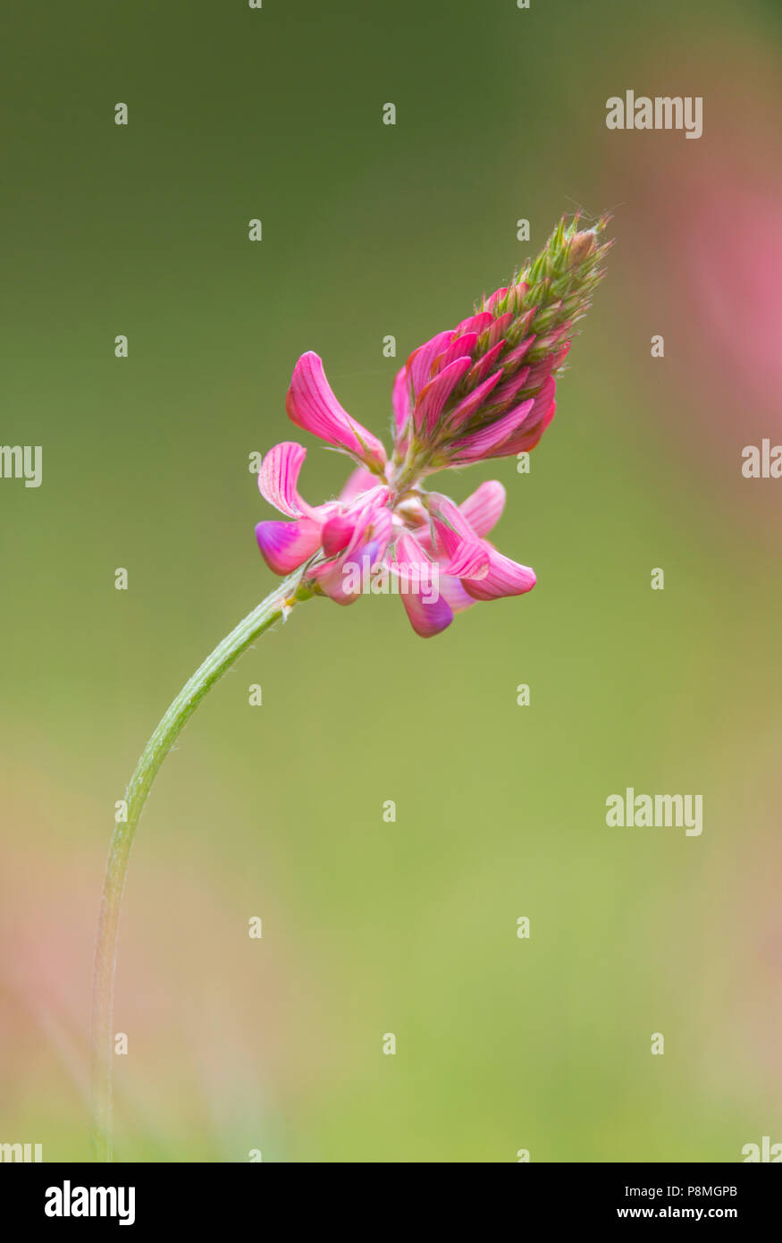 Sainfoin, Onobrychis viciifolia Stock Photo