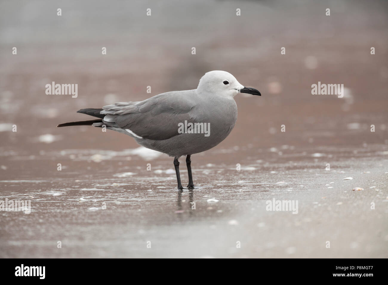 Gray Gull standing on beach Stock Photo