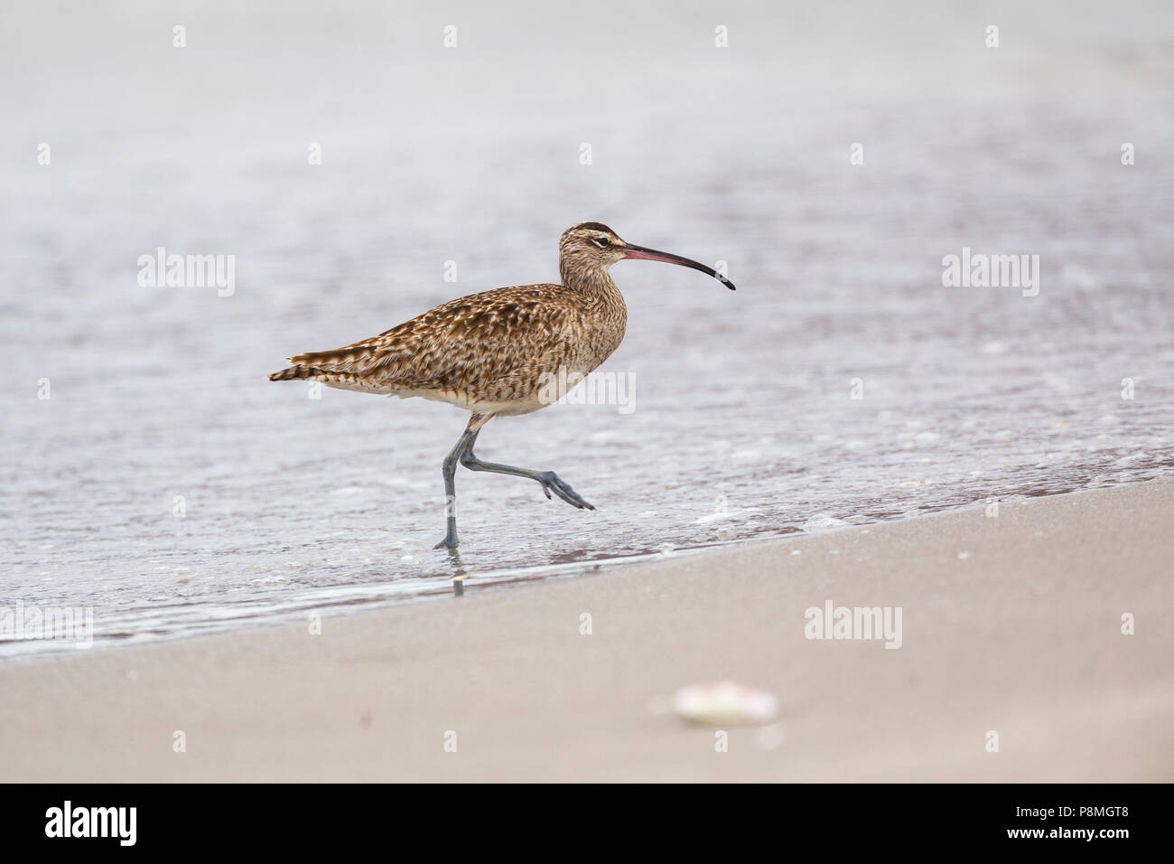 Whimbrel (Numenius phaeopus) foraging on the high tide line of a beach Stock Photo