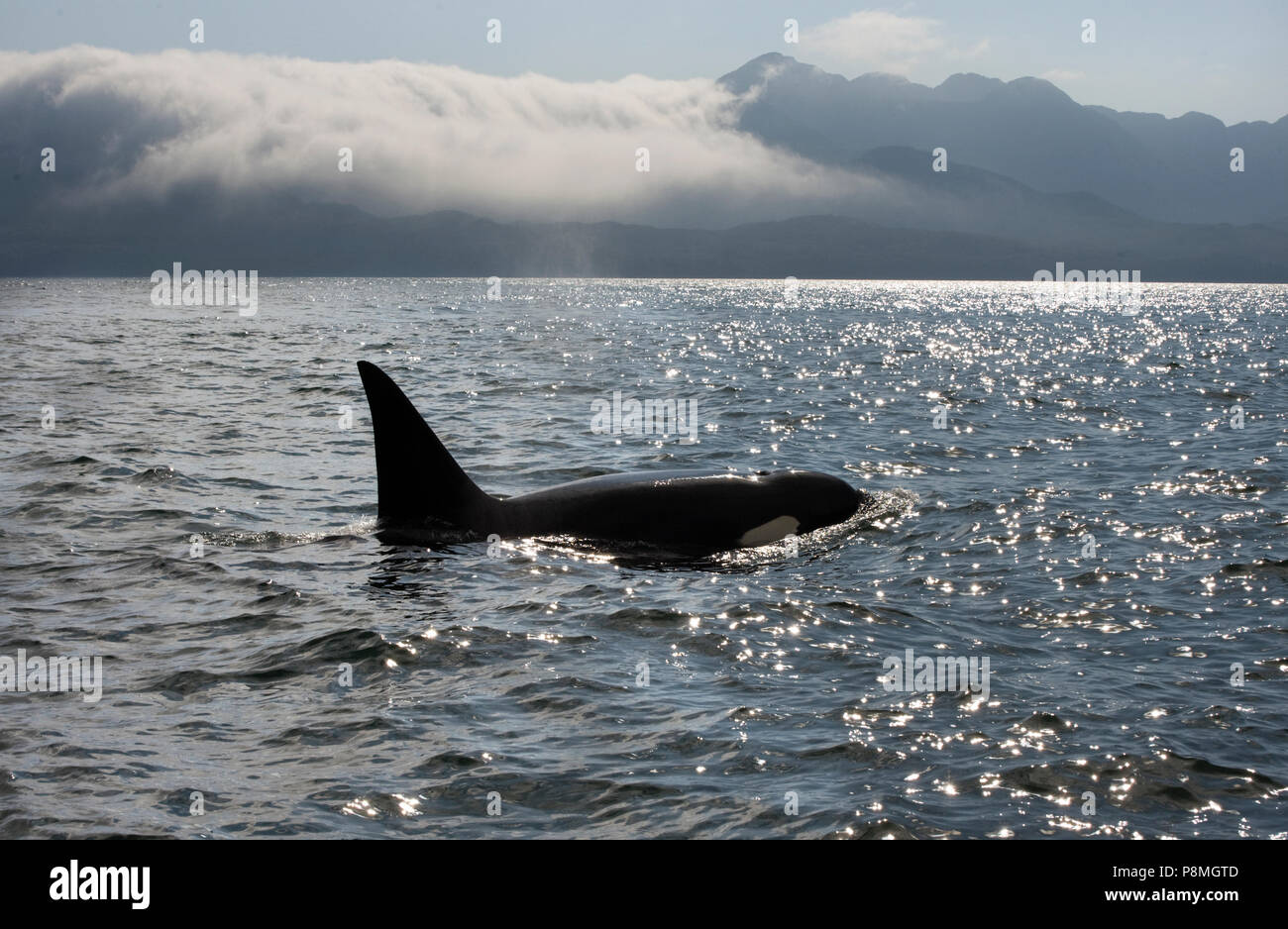 Unlike resident killer whales the Transient Killer Whale only hunts for marine mammals Stock Photo