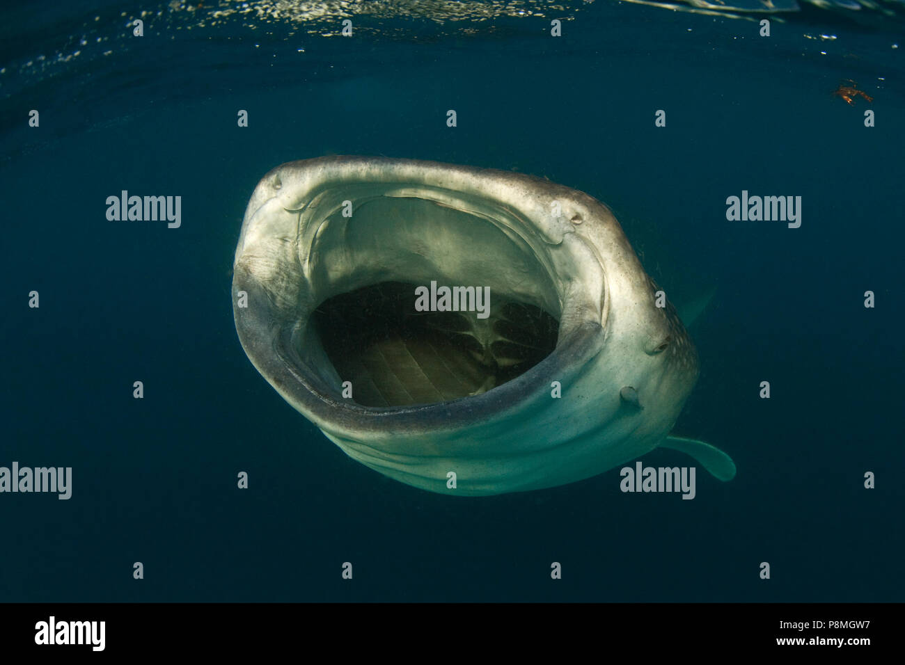 Frontal portrait of a Whale shark (Rhincodon typus) with its mouth wide open Stock Photo