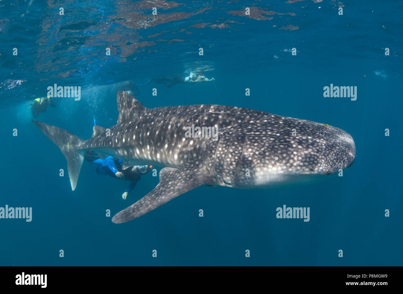Divers swimming close to a Whale shark (Rhincodon typus), the largest modern fish. Whale sharks are an endangered species Stock Photo