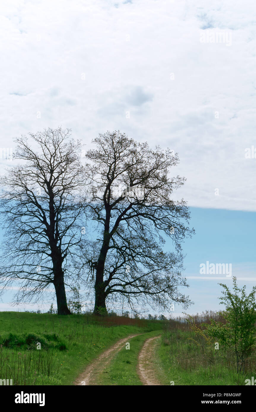 trees and path in the field, spring landscape field, field road Stock ...