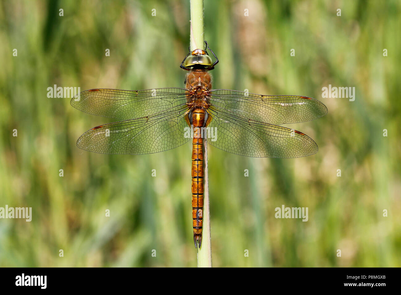 a male green-eyed hawker (Aeshna isoceles) Stock Photo