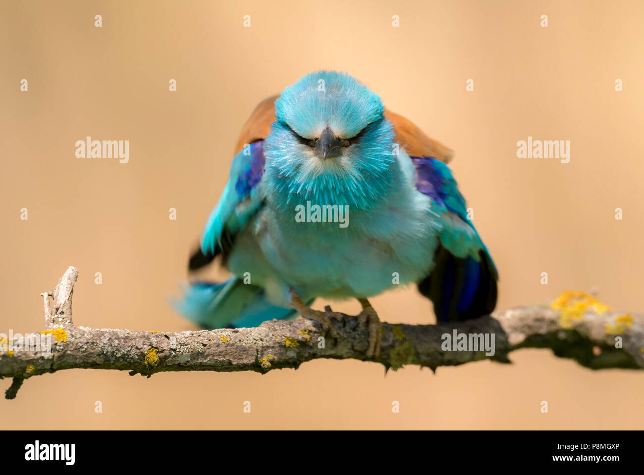 Roller shaking feathers on branch Stock Photo