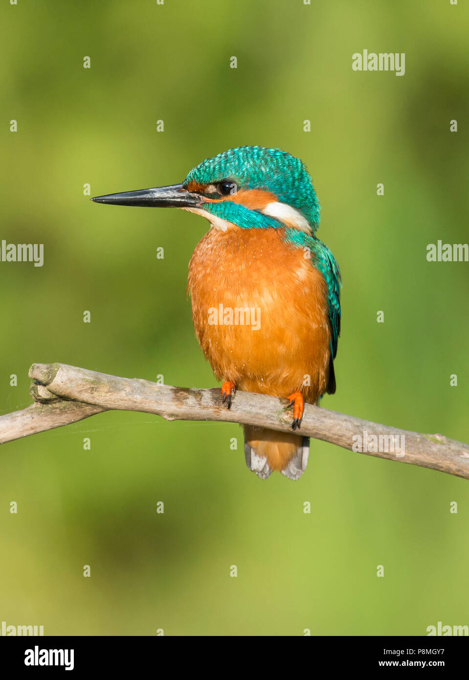 Male Kingfisher (Alcedo atthis ispida) sitting on branch Stock Photo