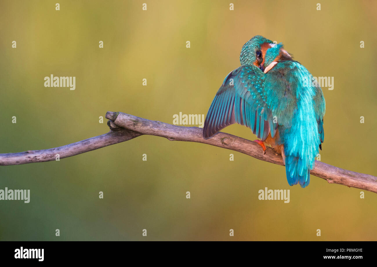 Kingfisher (Alcedo atthis) preening on branch Stock Photo