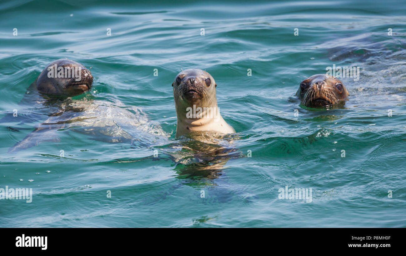 Three curious Fur Seals (Arctocephalus australis) in the sea Stock Photo