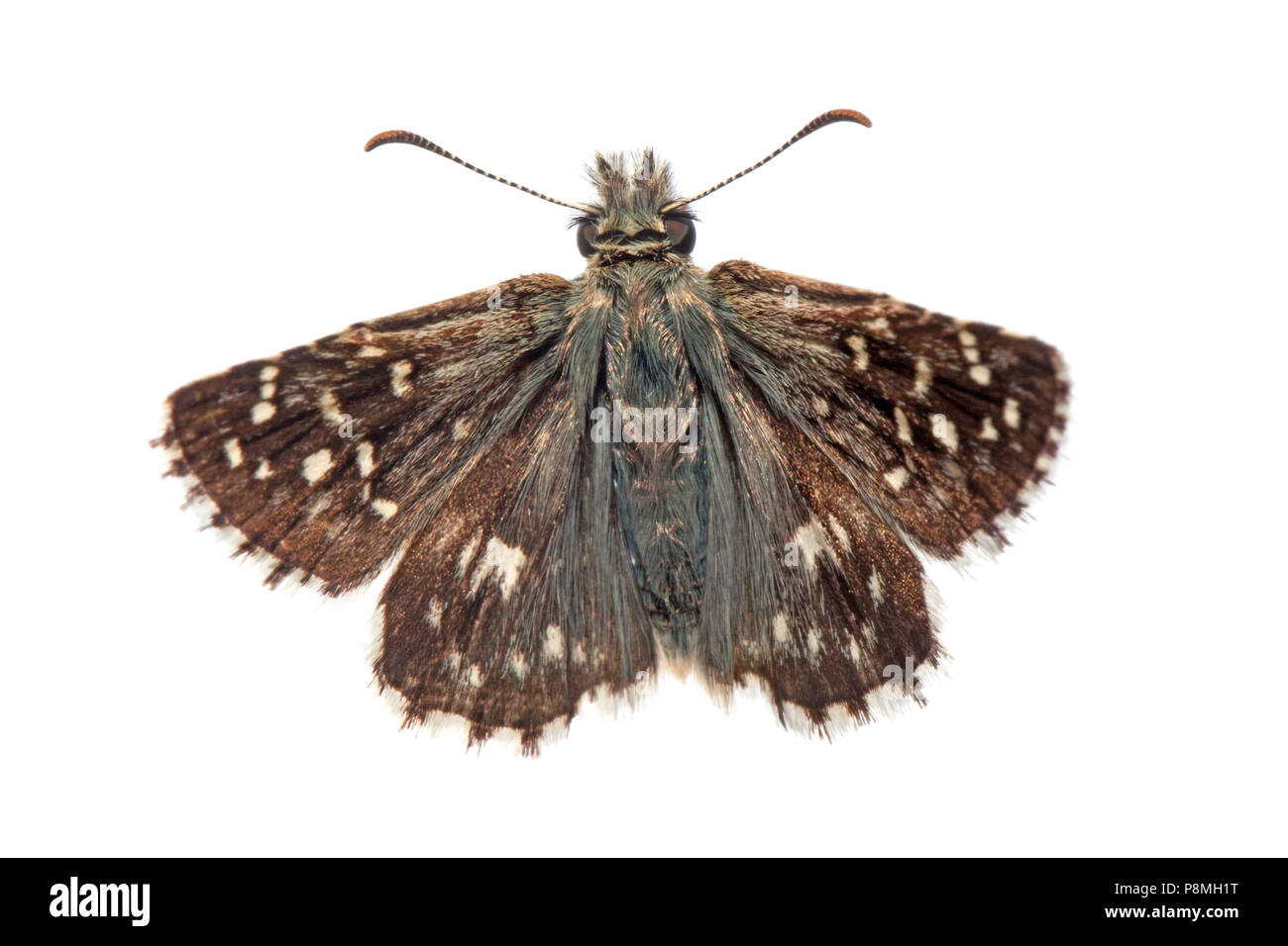 grizeed skipper isolated against a white background Stock Photo