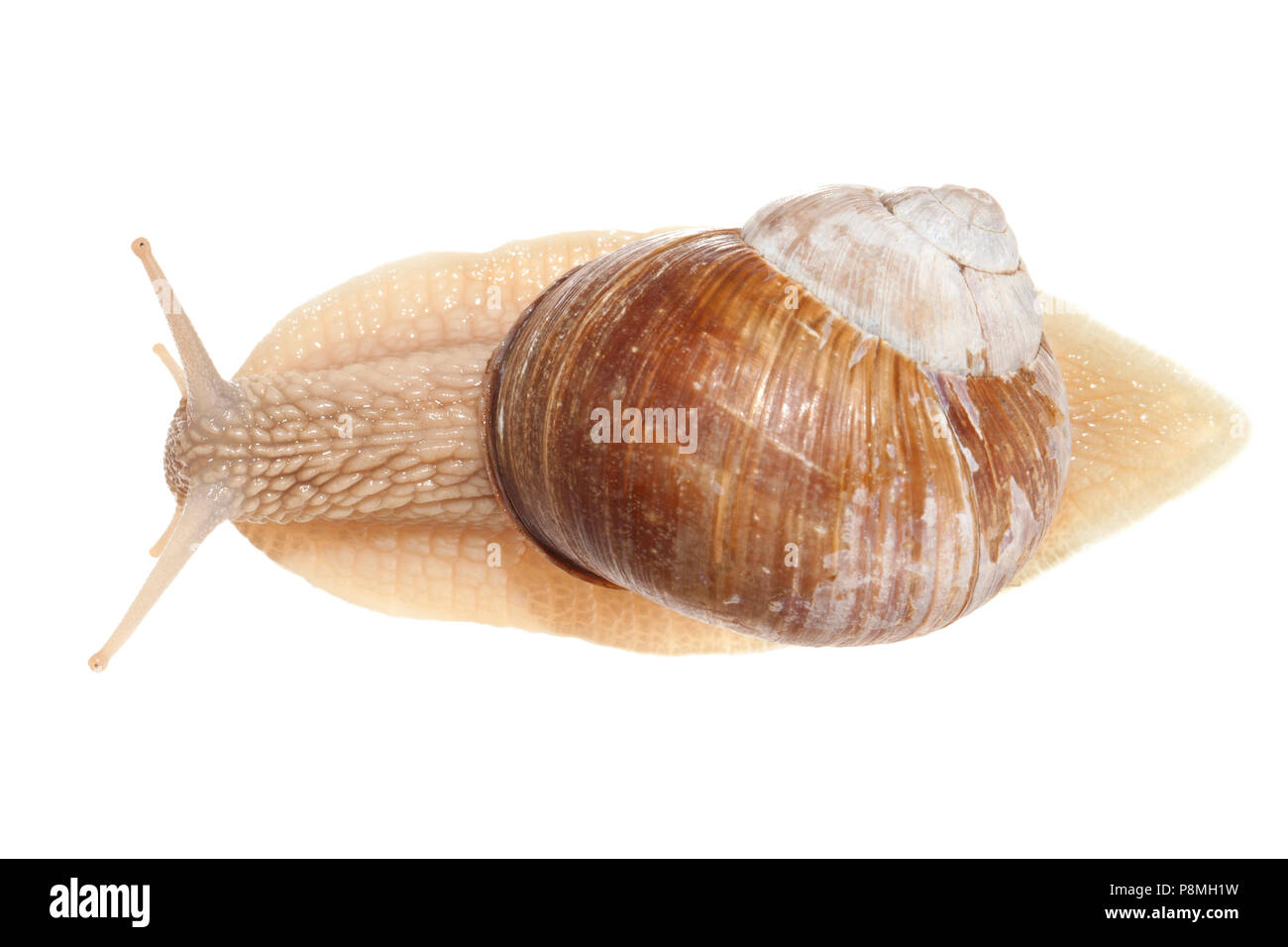 Roman snail isolated against a white background Stock Photo