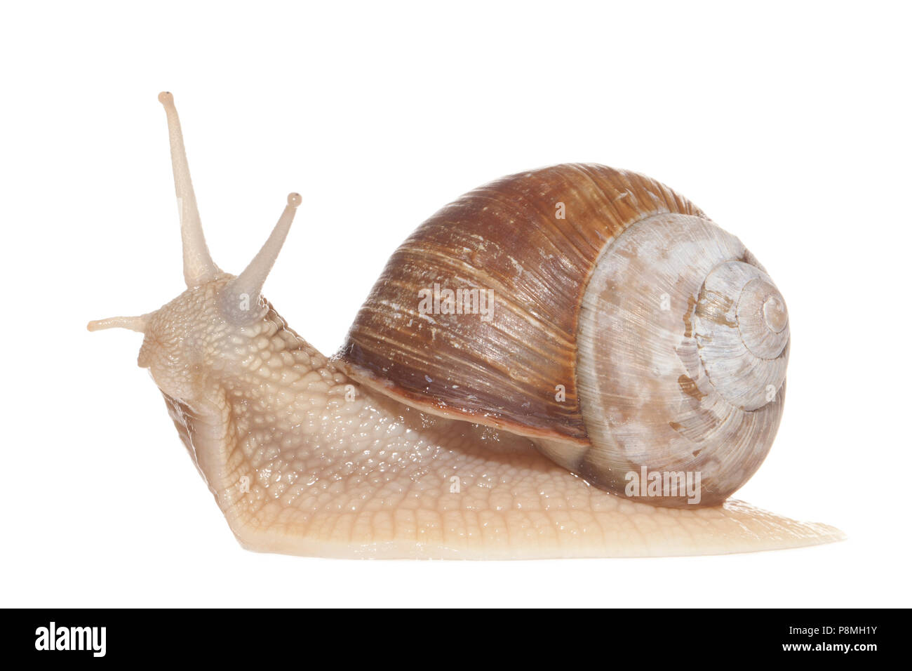 Roman snail isolated against a white background Stock Photo