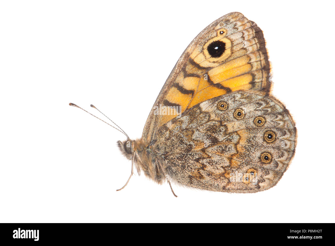 Wall brown isolated against a white background Stock Photo