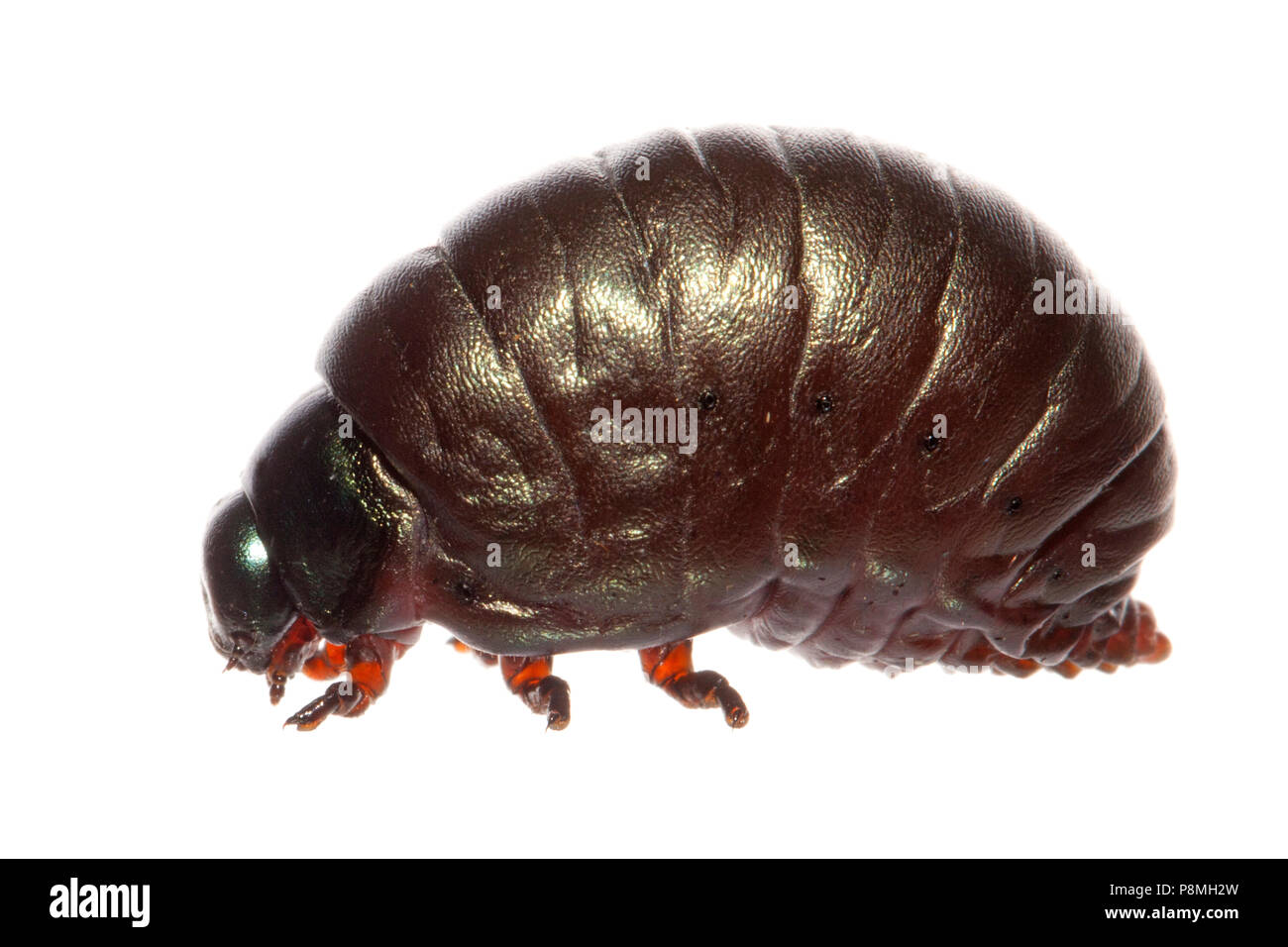 bloody-nosed beetle larvae isolated against a white background Stock Photo