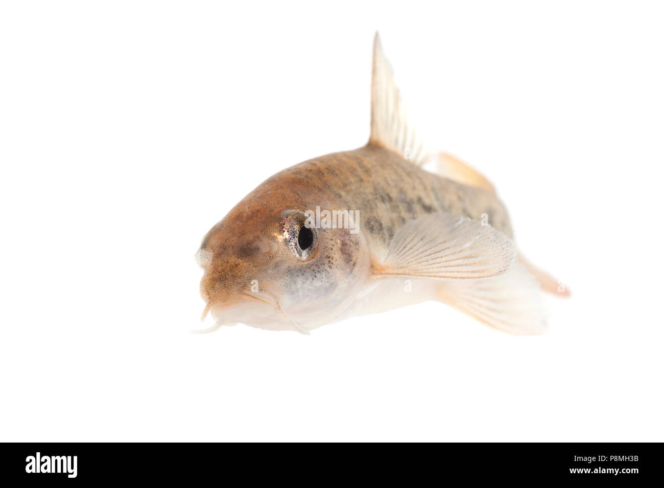 Barbel isolated against a white background Stock Photo