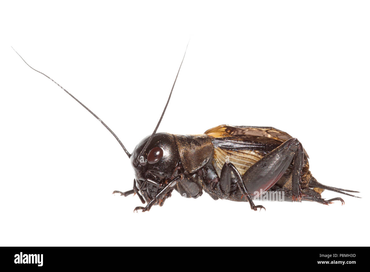 field cricket isolated against a white background Stock Photo