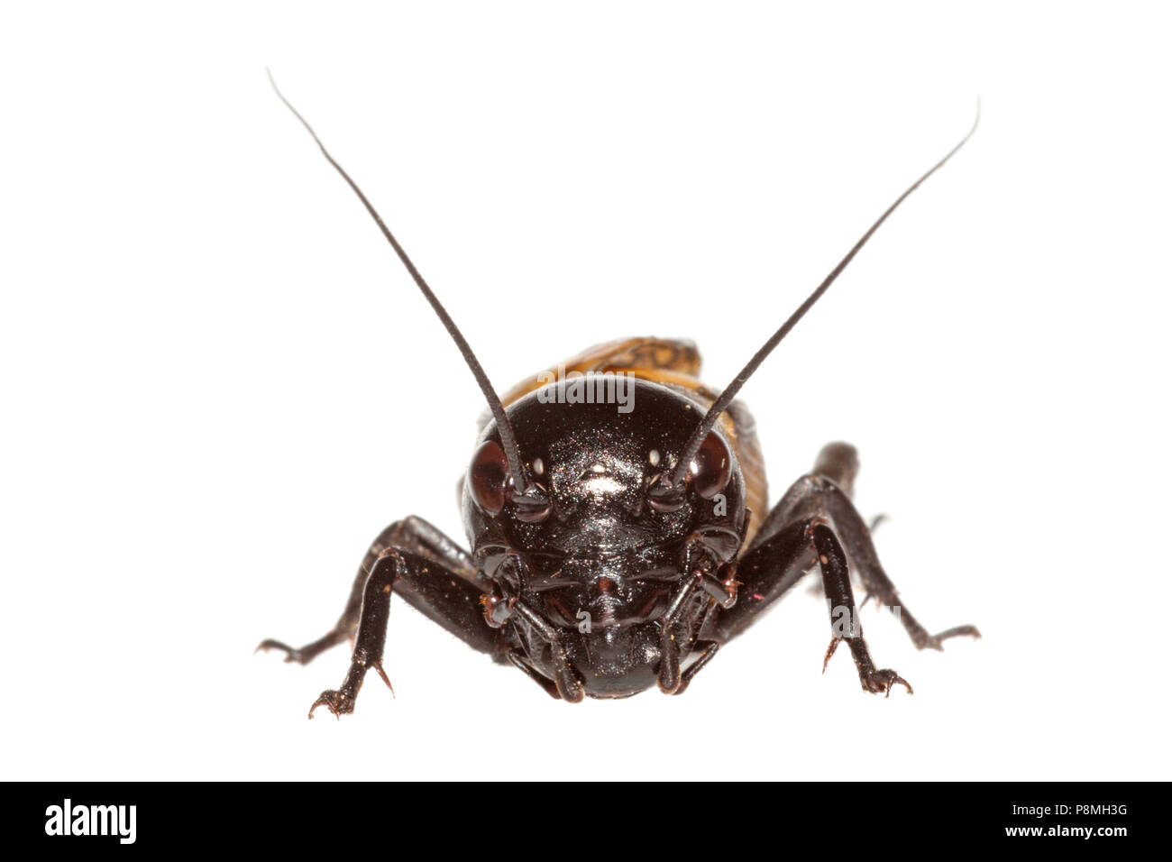 field cricket isolated against a white background Stock Photo