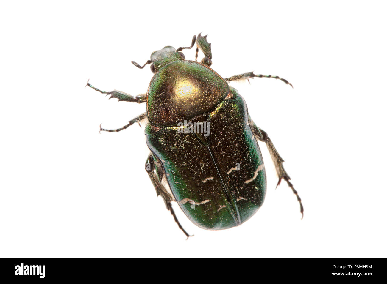 rose chafer isolated against a white background Stock Photo