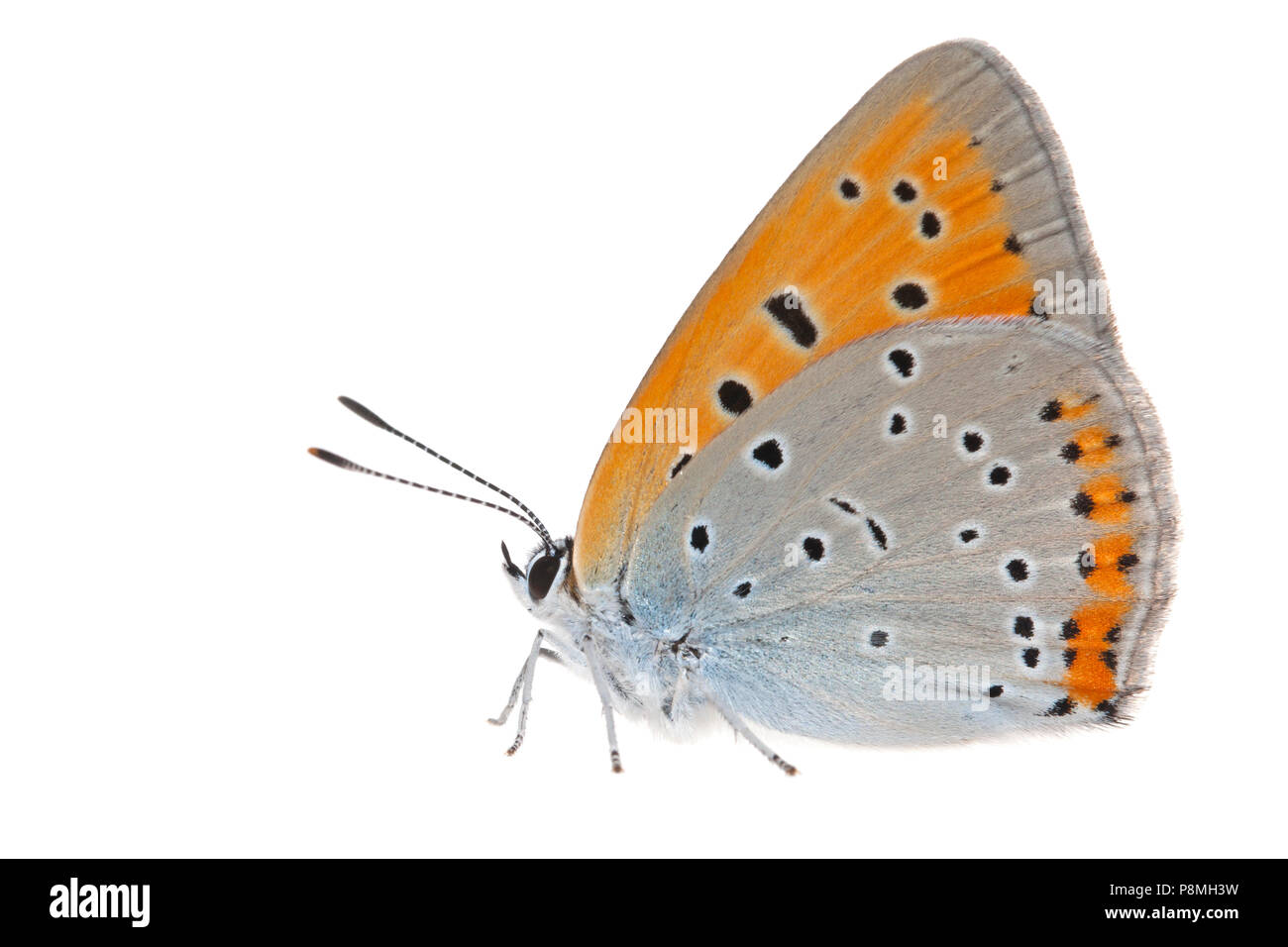 female large copper isolated against a white background Stock Photo