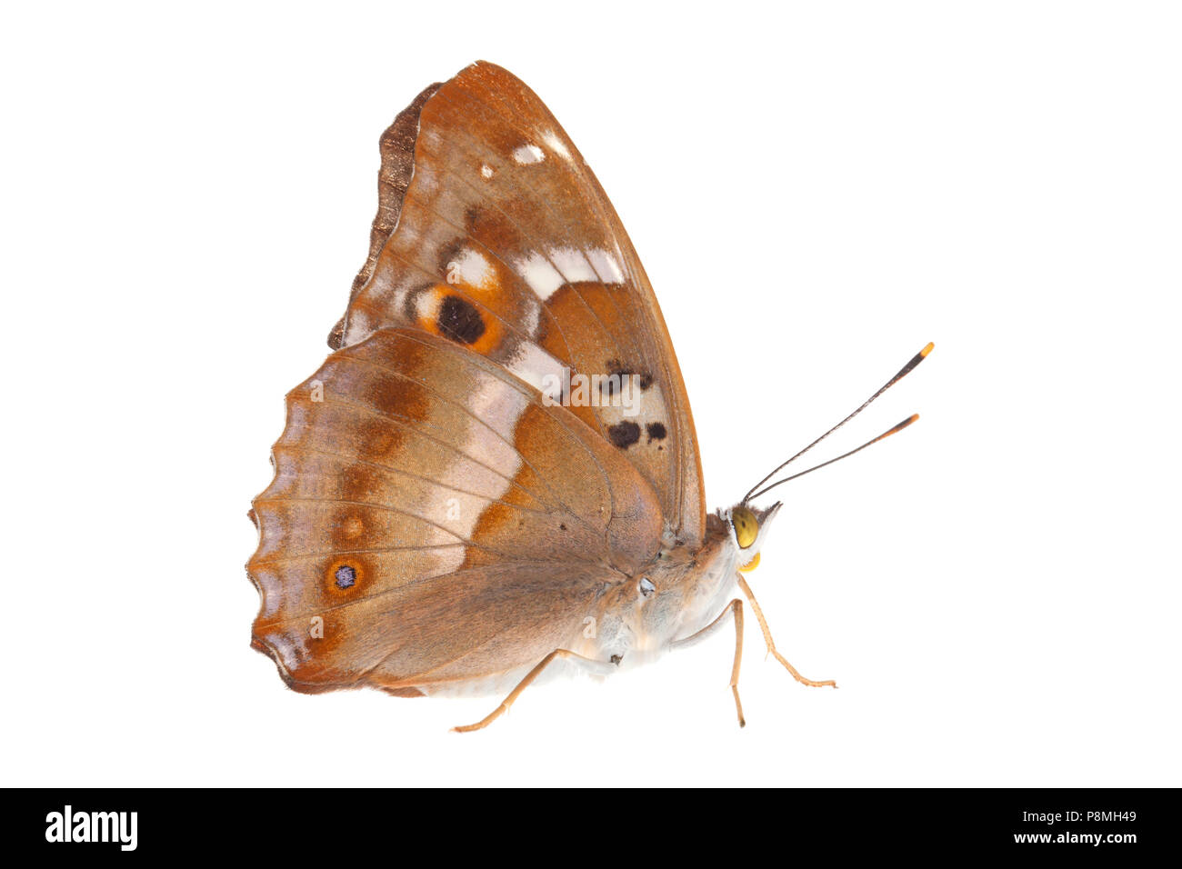 purple emperor isolated against a white background Stock Photo