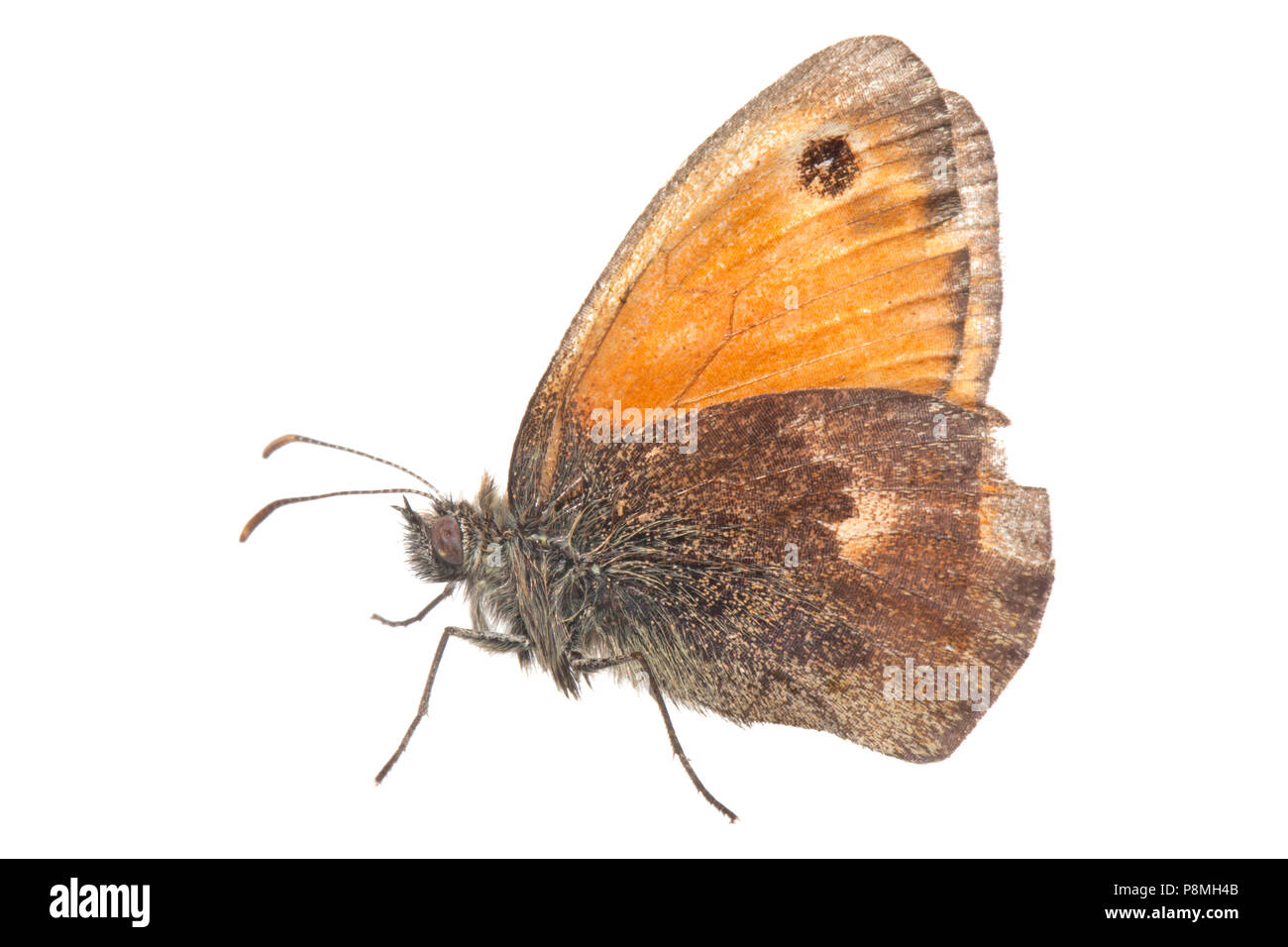 small heath isolated against a white background Stock Photo