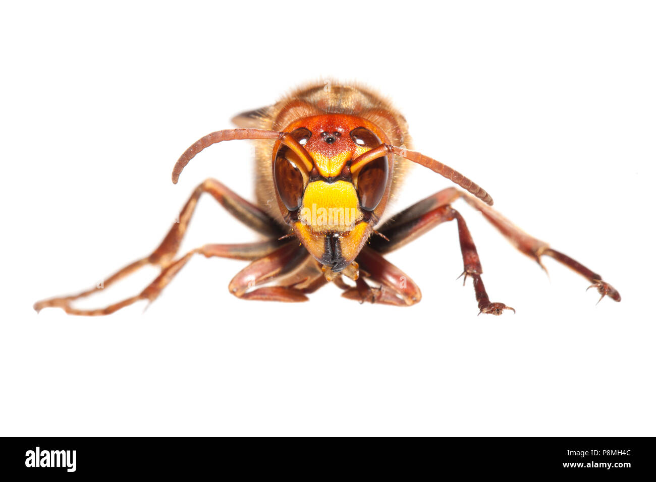 hornet isolated against a white background Stock Photo