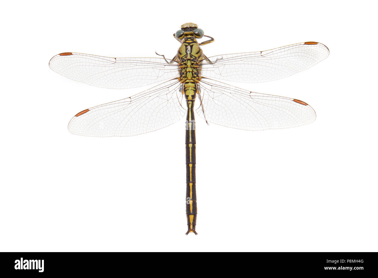 western clubtail isolated against a white background Stock Photo