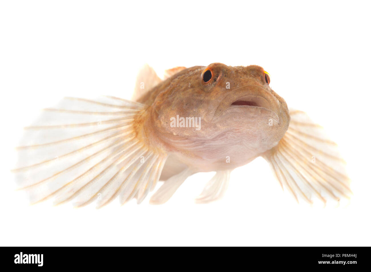 bullhead isolated against a white background Stock Photo