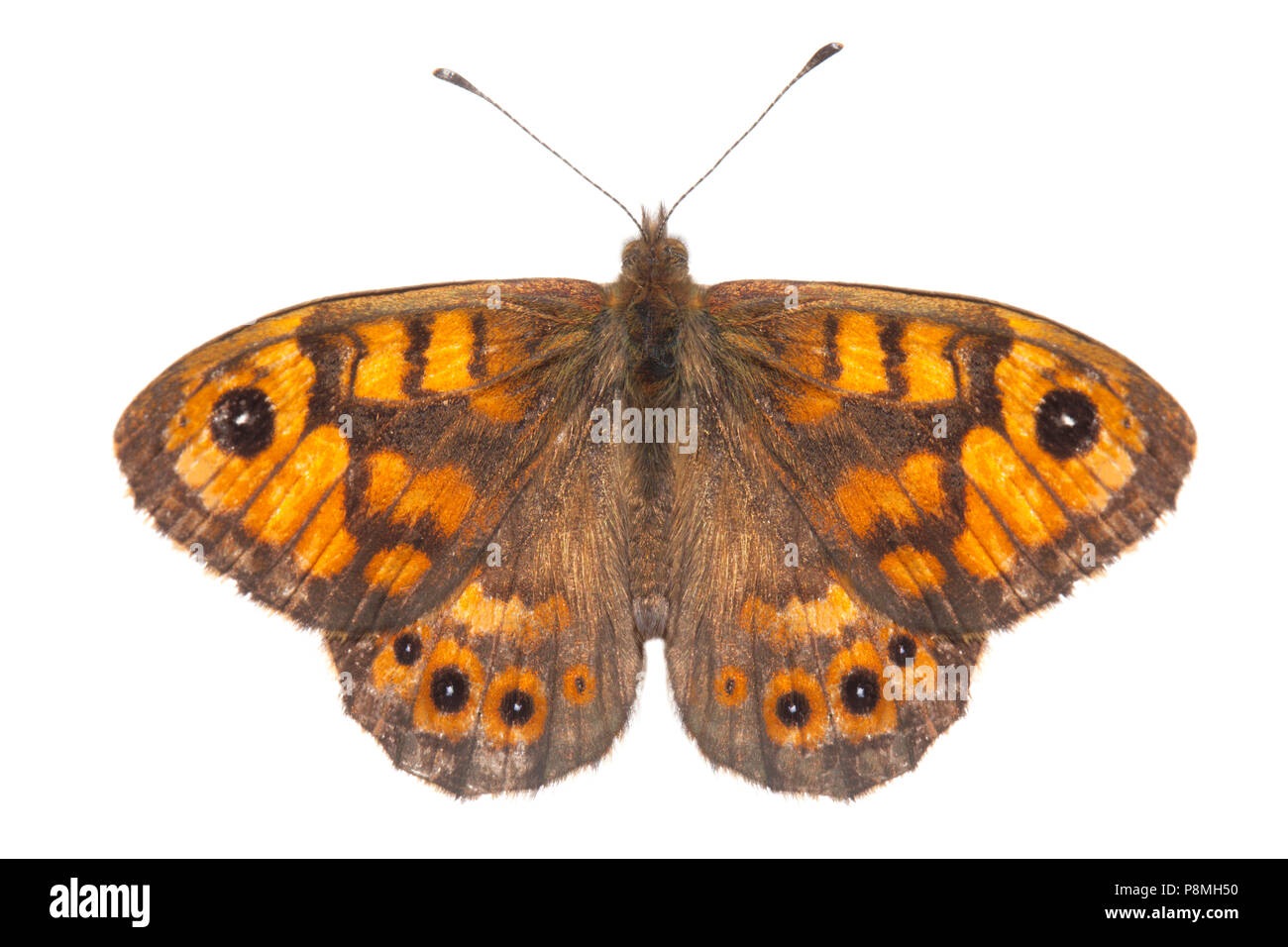 Wall brown isolated against a white background Stock Photo