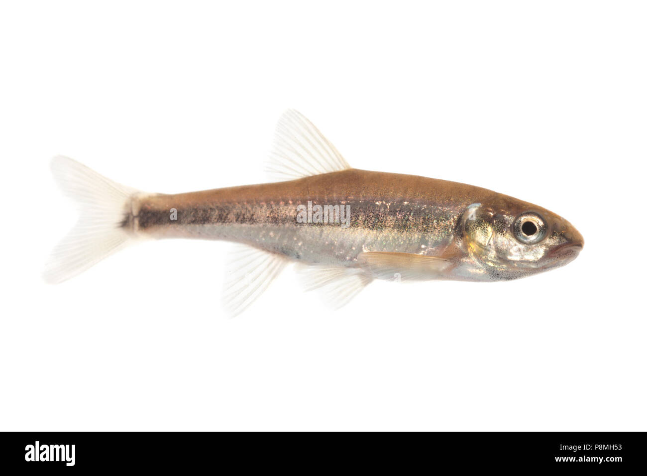 Minnow isolated against a white background Stock Photo