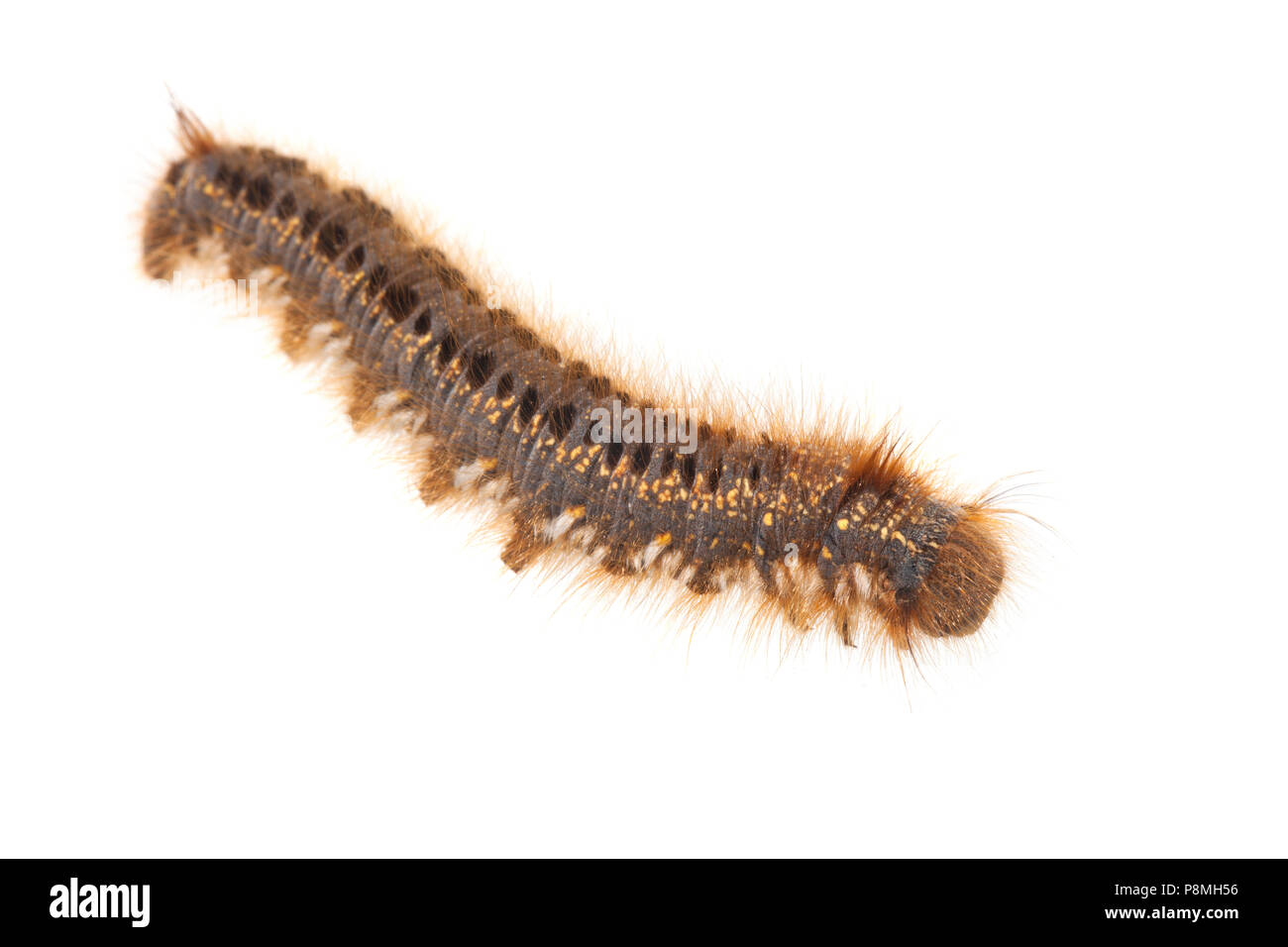 caterpillar of a drinker isolated against a white background Stock Photo