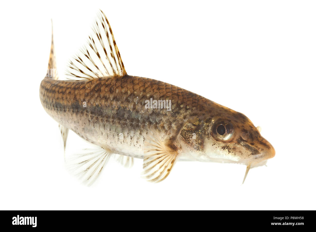 gudgeon isolated against a white background Stock Photo