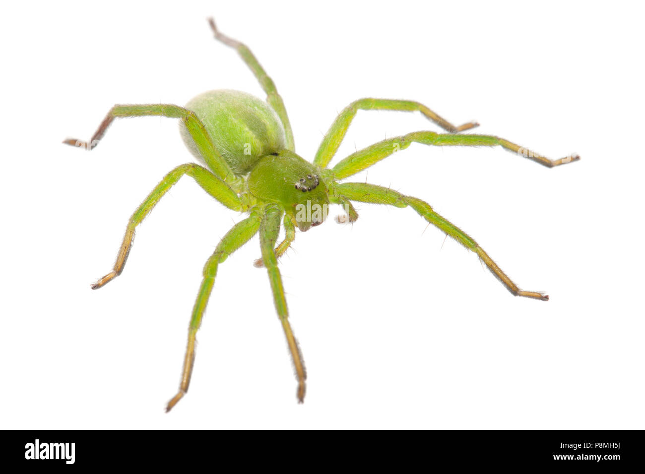 green hunter spider isolated against a white background Stock Photo