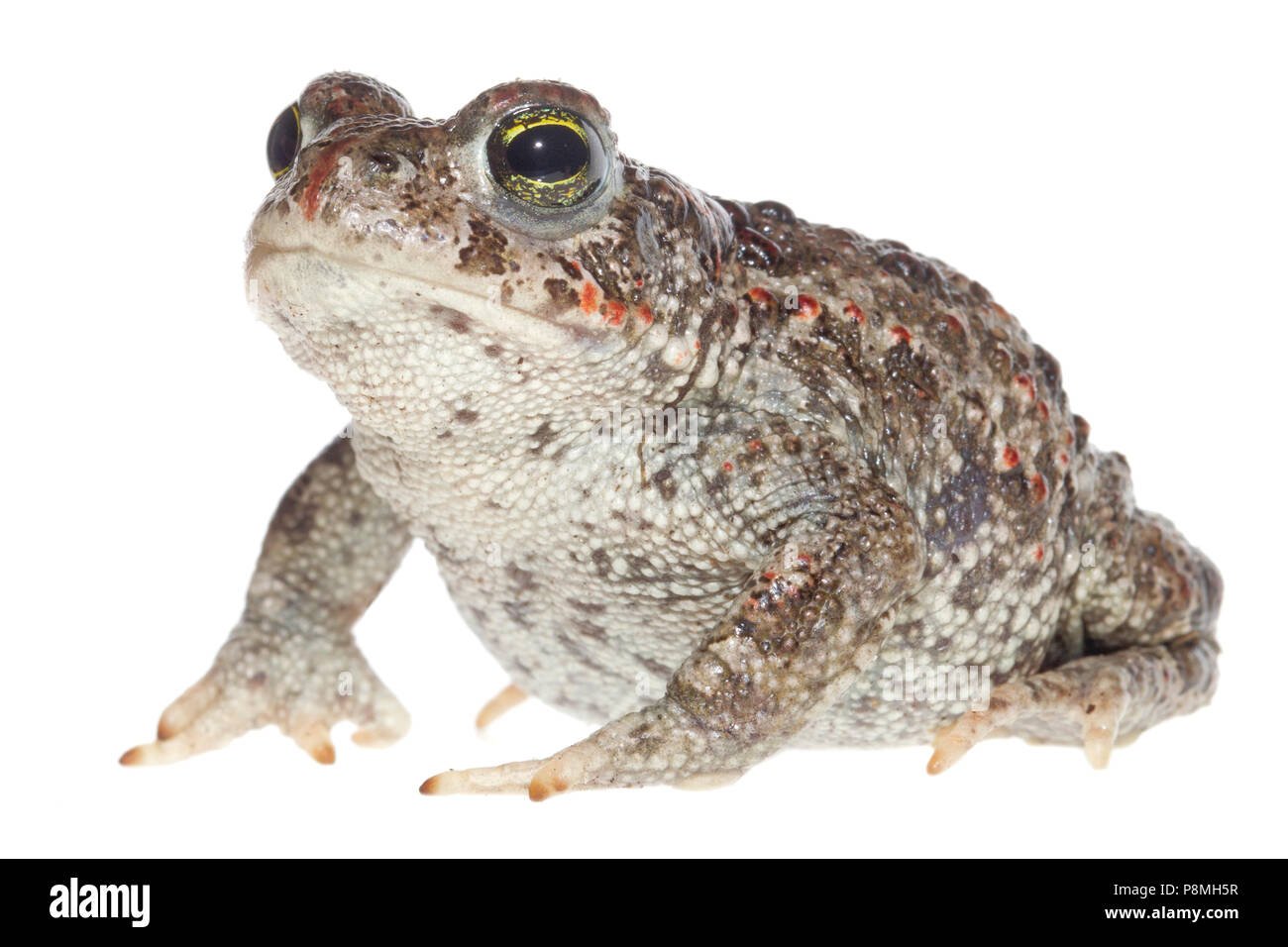 natterjack toad isolated against a white background Stock Photo
