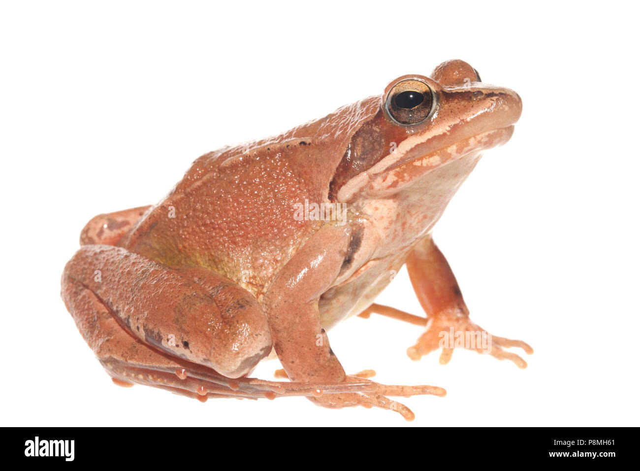 agile frog isolated against a white background Stock Photo