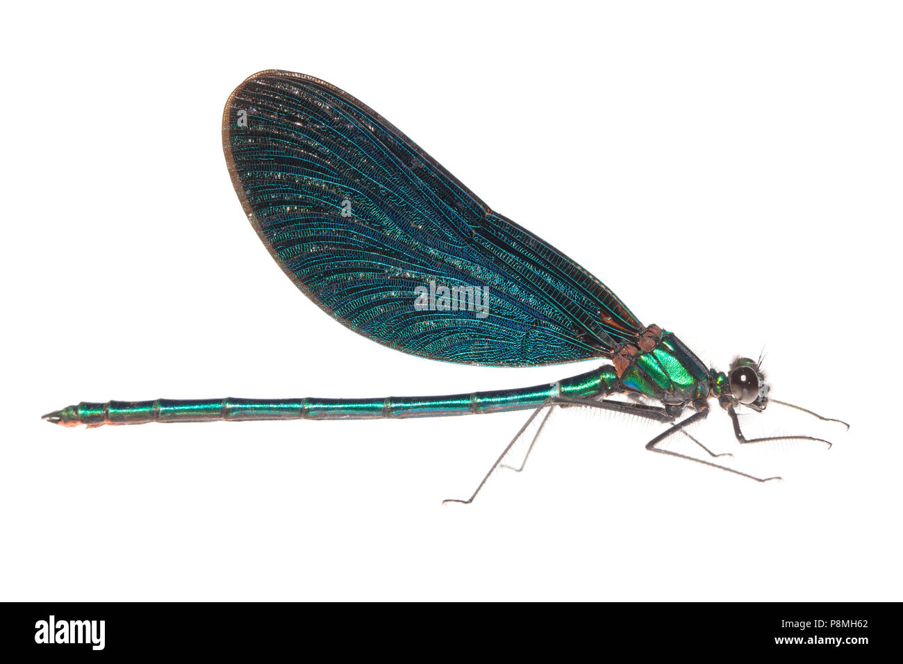 beautiful-demoiselles-stock-photos-beautiful-demoiselles-stock-images